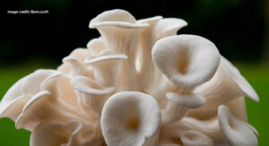 การดูแลและวัดค่าความชื้นในการเพาะเห็ด โรงเรือนเห็ด