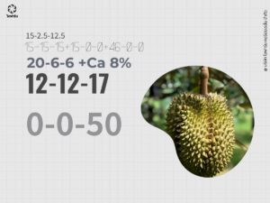 สูตรปุ๋ยทุเรียนช่วงแตกใบ 1 ใบ 2