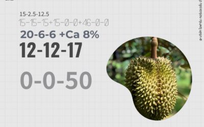 สูตรปุ๋ยทุเรียนช่วงแตกใบ 1 ใบ 2