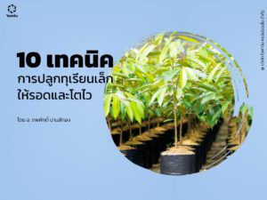 วิธีการปลูกทุเรียน ต้นเล็กให้รอดและโตไว 10 วิธี