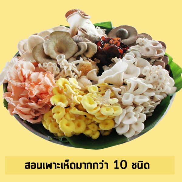 อบรมเพาะเห็ด