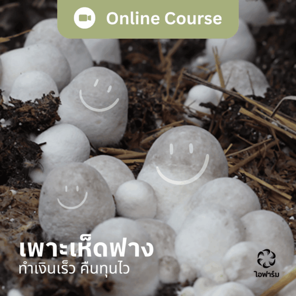 straw-mushroom-online-training-course สอนเพาะเห็ดฟางกองเตี้ย