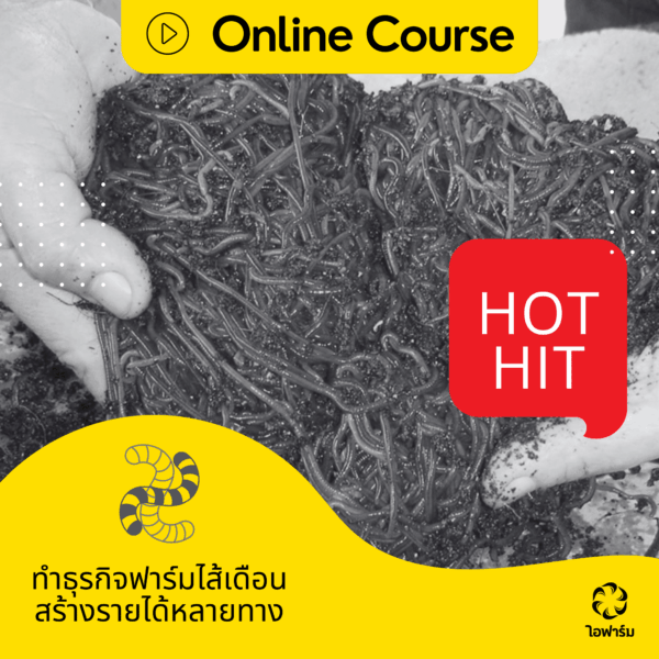 Online Course AF เลี้ยงไส้เดือน ผลิตปุ๋ยไส้เดือน