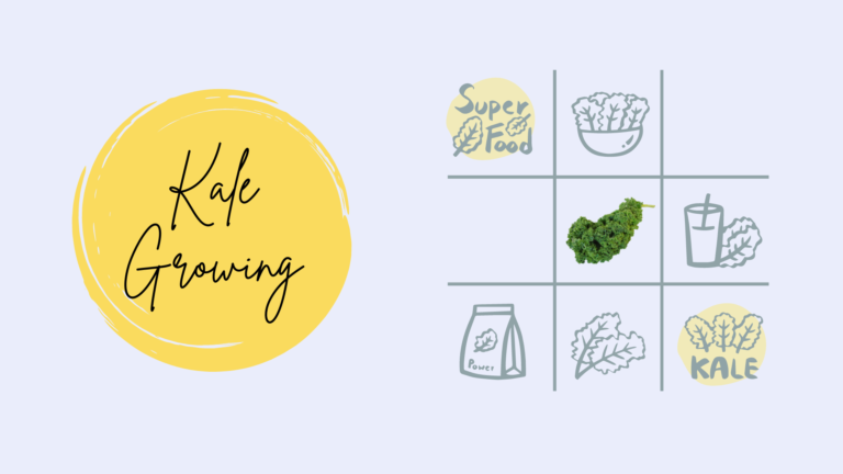ปลูกผักเคล “Kale” ทำเงินแบบไม่ธรรมดา