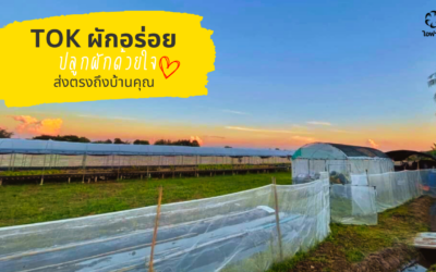 Tok ผักอร่อย