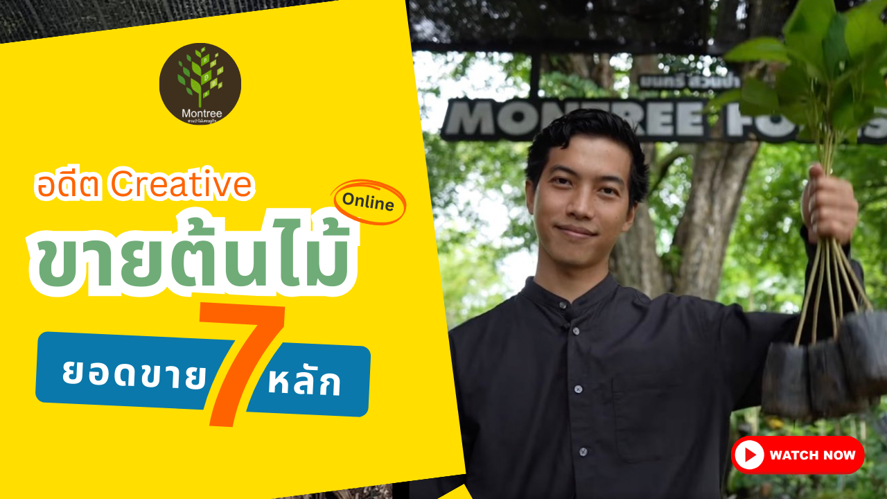 ธุรกิจขายต้นไม้เศรษฐกิจ มนทรี สวนป่า