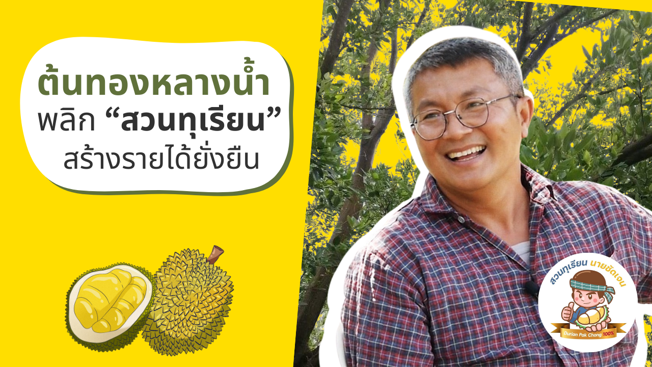 การปลูกต้นทองหลางน้ำแซมสวนทุเรียน