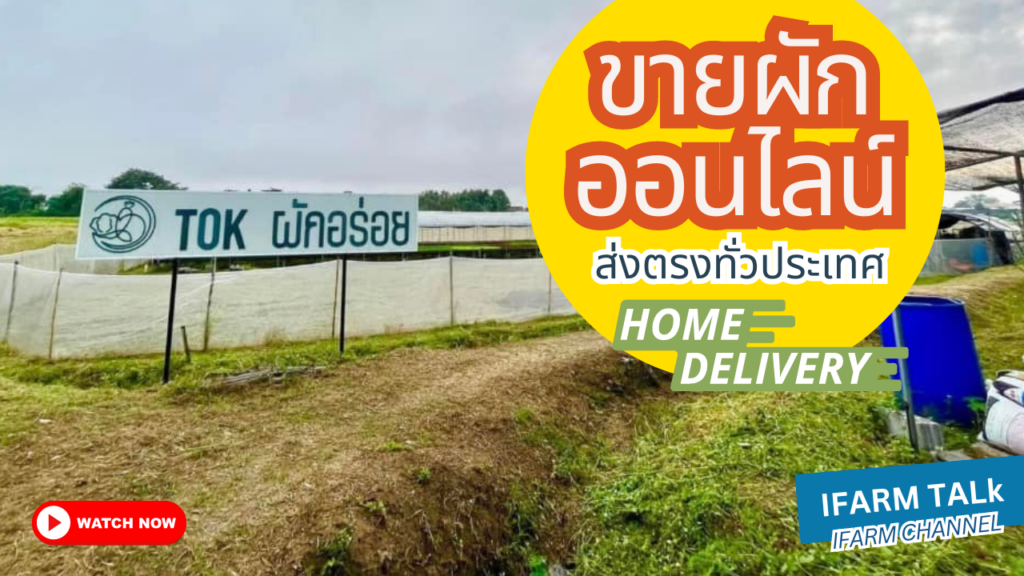 ขายผักออแกนิค Online ส่งตรงถึง