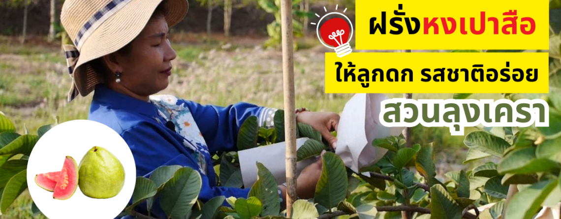 ปลูกฝรั่งไส้แดงหงเปาสือ