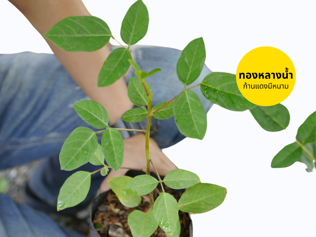 ประโยชน์ต้นทองหลางน้ำก้านแดงมีหนาม