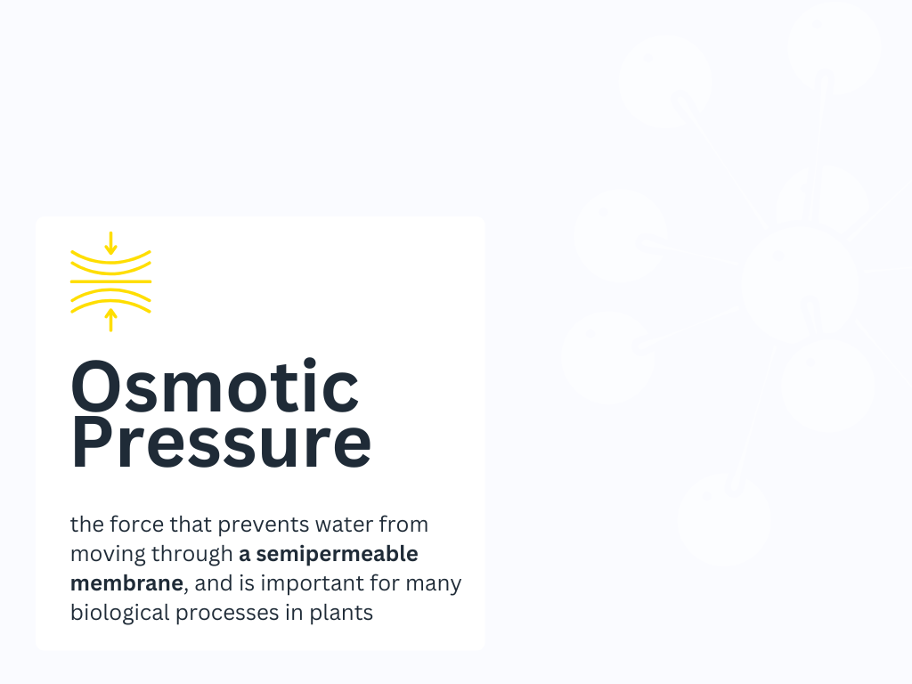 การดูดน้ำของพืช osmosis