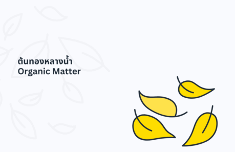การปรับปรุงดิน soil organic matter som ด้วยต้นทองหลางน้ำ ก้านแดงมีหนาม