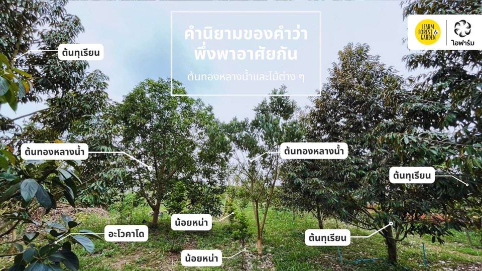 การปลูกต้นทองหลางน้ำในสวนทุเรียน