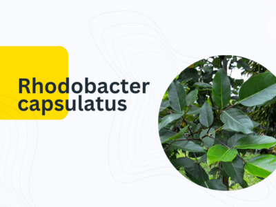 ประโยชน์ Rhodobacter capsulatus ในการทำเกษตร