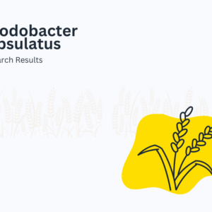 ประโยชน์ของจุลินทรีย์ rhodobacter capsulatus