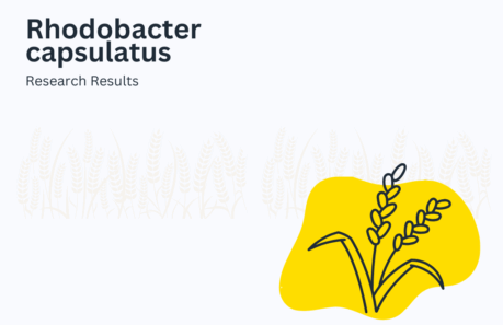 ประโยชน์ของจุลินทรีย์ rhodobacter capsulatus