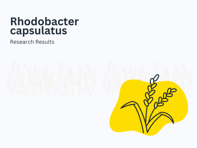 ประโยชน์ของจุลินทรีย์ rhodobacter capsulatus